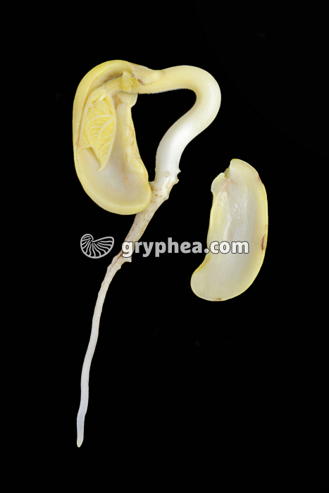 Haricot (Phaseolus vulgaris) - Germination (5ème jour) - gryphea.org